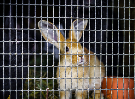 Rabbits in the cage on countryside farm, animals in captivity