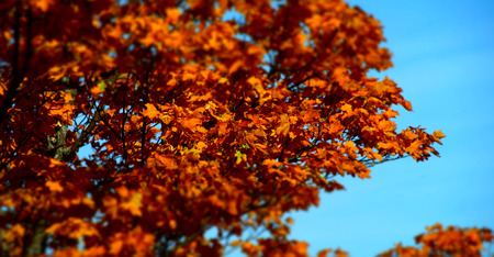 Red autumnal leaves on blue sky background, tilt-shift view