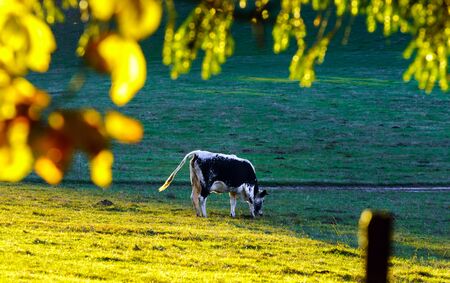 Black and white cows on pasturage, sunset view, bio products conceptの写真素材