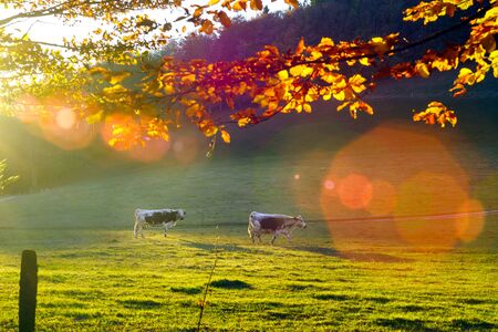 Black and white cows on pasturage, sunset view, bio products conceptの写真素材