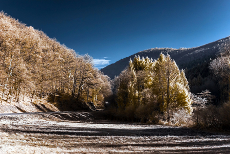 Cntrast infrared landscape, countryside view, Alsace, Franceの写真素材