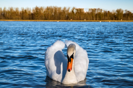Beautiful white swan on the sun near the river with vivid blue water, natural wildlifeの写真素材