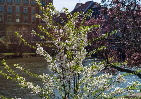 Flowering springtime in Strasbourg, street view, Franceの写真素材