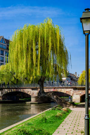 Flowering springtime in Strasbourg, street view, Franceの写真素材