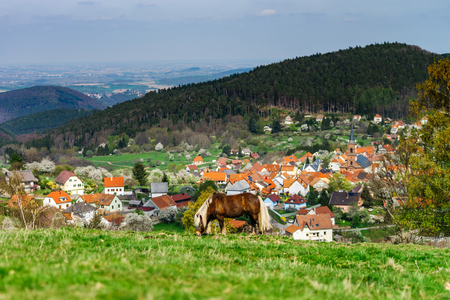 Brabancon belgian horse on the farmland pasturage, Alsace, Franceの写真素材