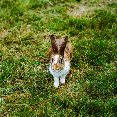 Little beautiful rabbit on green grass.の写真素材