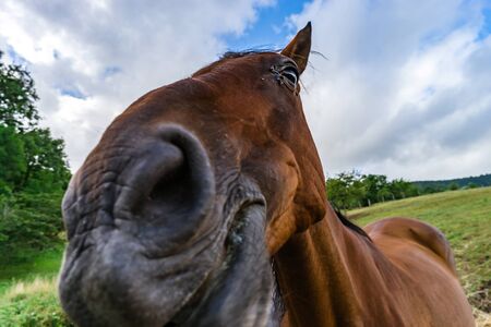 Horse close-up portrait on pasturage, summer day, Alsacxe, Franceの写真素材