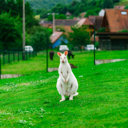 Beautiful kangaroo on the farm in Alsace, France, Breitenbachの写真素材