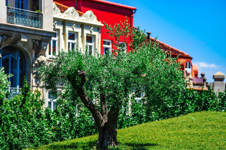 Green olive tree in the center of Porto city, Portugalの写真素材