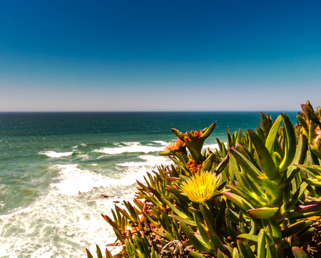 Blossom flowers on ocean coastline in Portugal, summer time, beauty in natureの写真素材