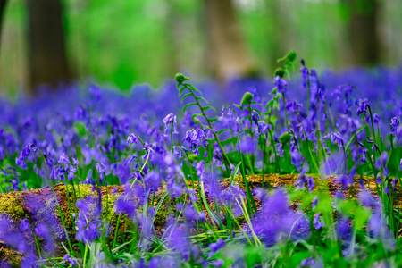 Magic blue forest near Bruxelles, springtime flowering, Belgiumの写真素材
