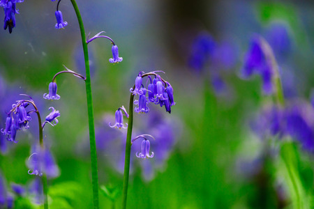 Magic blue forest near Bruxelles, springtime flowering, Belgiumの写真素材
