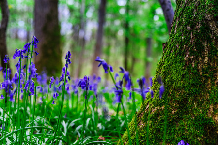 Magic blue forest near Bruxelles, springtime flowering, Belgiumの写真素材