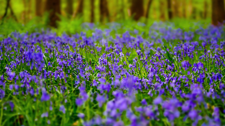 Magic blue forest near Bruxelles, springtime flowering, Belgiumの写真素材