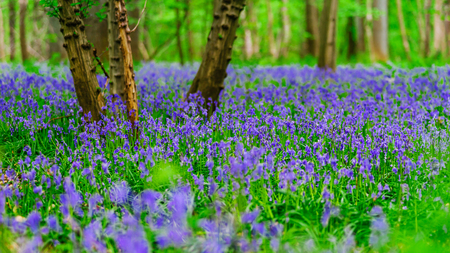 Magic blue forest near Bruxelles, springtime flowering, Belgiumの写真素材