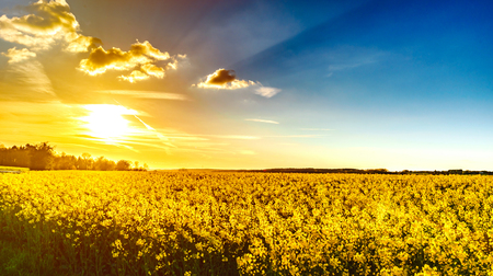 Majestic colorful sunset over the yellow fields, natural landscapeの写真素材