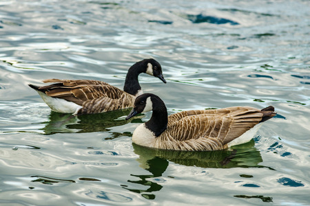 Beautiful mallard with black head on the lake, belgian natureの写真素材