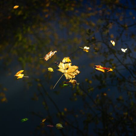 Autumn maple leaf on the blue lake water, calm colorful postcard