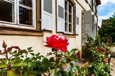 Last flowering in the little autumnal garden, Andlau, Alsaceの写真素材