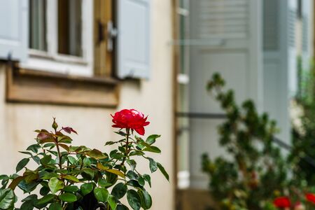 Last flowers in the autumnal garden, close-up viewの写真素材