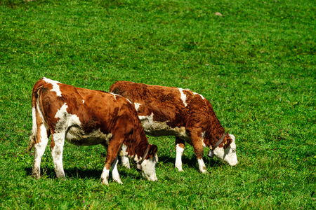 Brown rufous carroty cows on green grass pasturage, sunny autumn day, Switzerlandの写真素材
