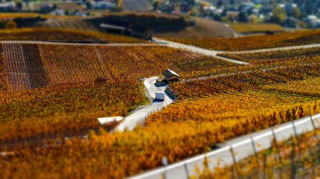 Tilt-shift aerial view of autumnal vineyards in Switzerland, miniature roads and housesの写真素材