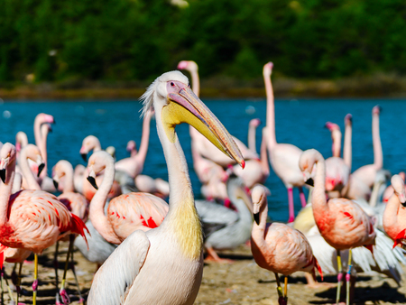 Pelican is the important personagein colony of birds, Franceの写真素材