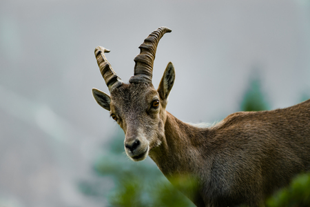 Alpine ibex portrait in high mountains, wild goat in natural life, summerの写真素材