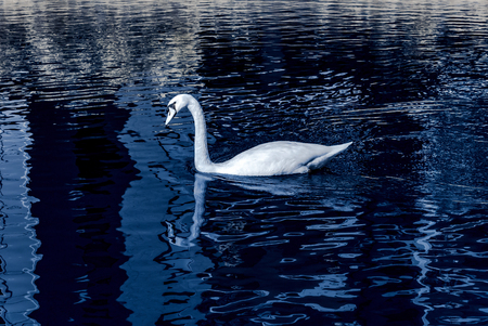 White swan infrared view with reflection in the water, nature in the cityの写真素材
