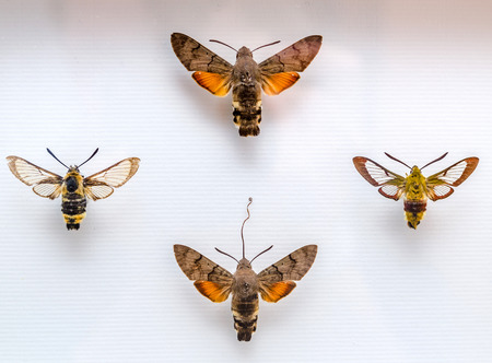Dried insect in the museum, closeup view, isolated