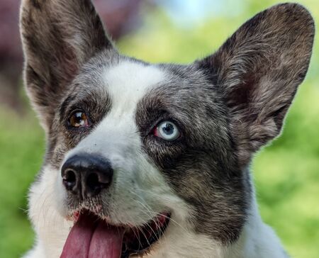 Beautiful grey corgi dog with different colored eyes closeup emotional portrait on the sunの写真素材