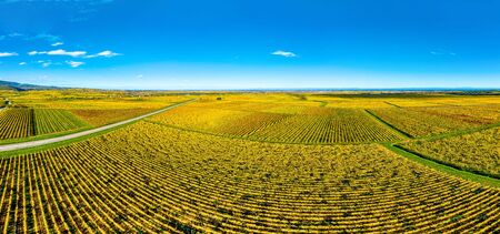 Panoramic view of the beautiful vineyards of Alsace in the fall. Bright yellow color prevails. Franceの写真素材