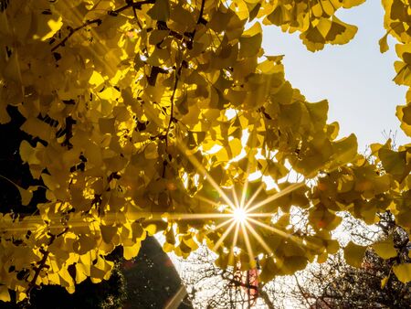 The bright yellow color of the leaves of the ginkgo tree through which sunlight passes. The combination of blue and yellow, Strasbourgの写真素材