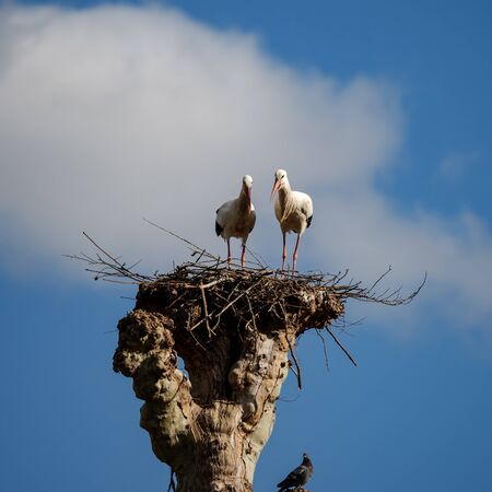 Beautiful white storks in the nest on blue sky backgroung, springtime, Strasbourg
