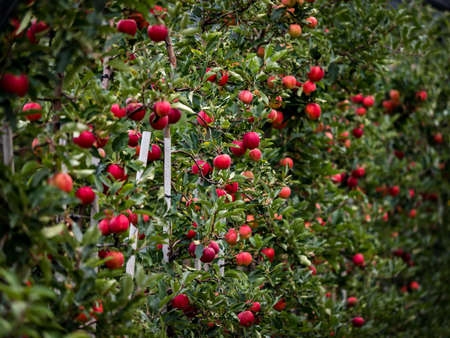 The apples are ripe. Apple picking season in Germany. Black Forest.の写真素材