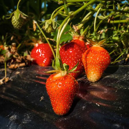 Ripe red strawberries in the garden. Harvesting in the fields. FRanceの写真素材