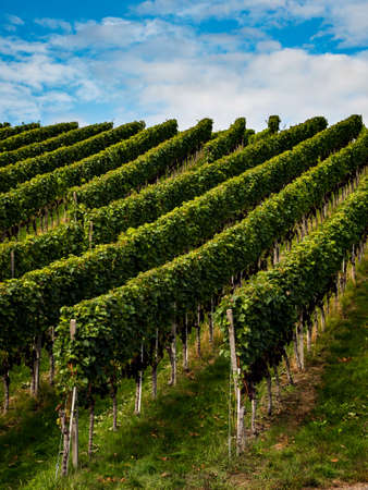 The grapes are ripe. Vintage season. Winemaking in Alsace. Franceの写真素材