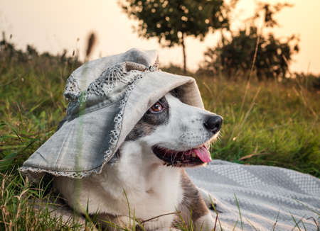 Funny corgi dog posing in a female hat against the backdrop of the setting sun, summertimeの写真素材