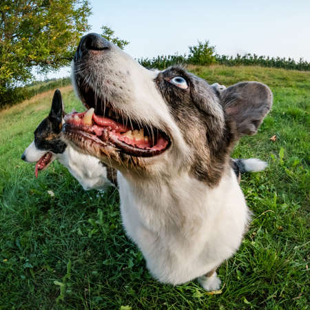 Funny corgi dog photographed with a fishye lens, funny distorted proportions of the muzzle, summertimeの写真素材