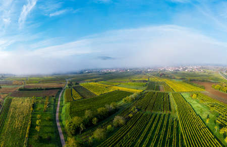 A drone panoramic view of the stunning expanse of the Vosges foothills. Autumn vineyards in the morning fog. Franceの写真素材