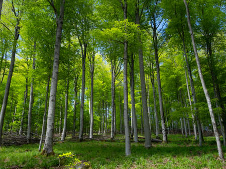 Stunning landscapes of the Vosges. Moss on the stones, views of the mountains, forest, nature....