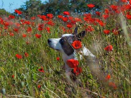 Handsome Gray Welsh Corgi Cardigan Dog in the fresh poppies field. Summertimeの写真素材
