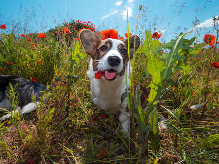 Young Welsh Corgi Cardigan Dog in the fresh poppies field. Summertimeの写真素材