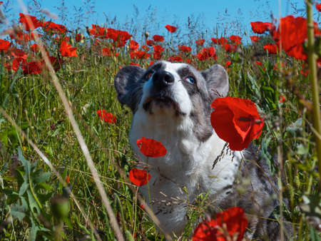 Handsome Gray Welsh Corgi Cardigan Dog in the fresh poppies field. Summertimeの写真素材