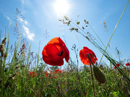 Blooming red poppies on blue sky background. Bumblebees, sun, spring, nature.  Franceの写真素材