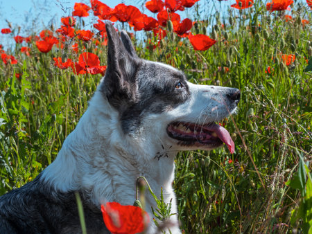 Handsome Gray Welsh Corgi Cardigan Dog in the fresh poppies field. Summertimeの写真素材