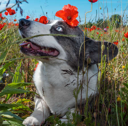 Handsome Gray Welsh Corgi Cardigan Dog in the fresh poppies field. Summertimeの写真素材