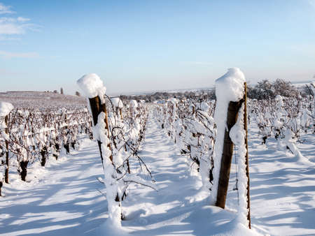 Alsace vineyards under heavy snow on a sunny winter day. Details and top view. France.の写真素材