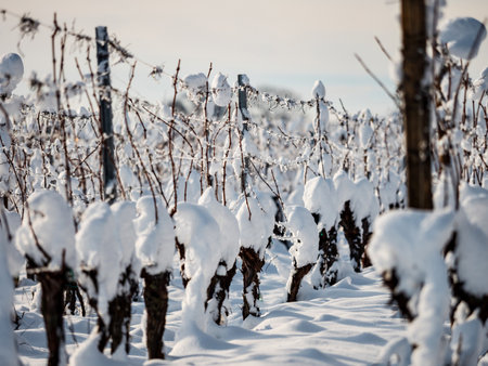 Alsace vineyards under heavy snow on a sunny winter day. Details and top view. France.の写真素材