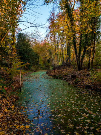 Bright autumn colors in the Vosges mountains. Alsace. The multicolored leaves look bright in the...